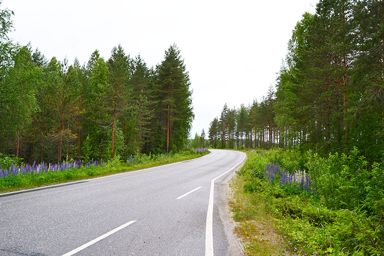 Travel, Finland, Savonranta, forest, vegetation
