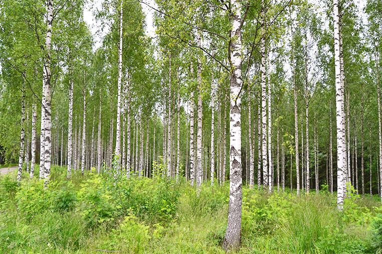 Travel, Finland, Savonranta, forest, vegetation,lake, wooden house
