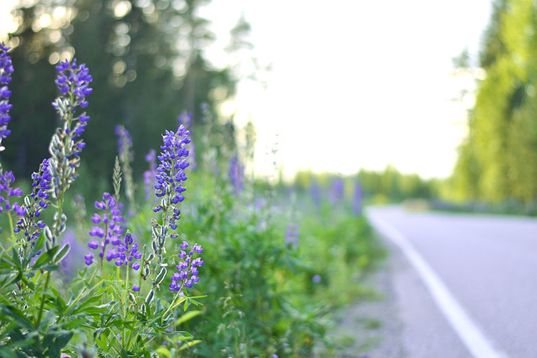 Finland, LAPPEENRANTA, flowers, nature, trees