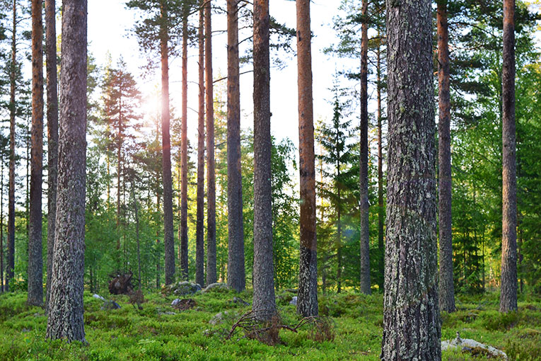 Finland, LAPPEENRANTA, flowers, nature, trees