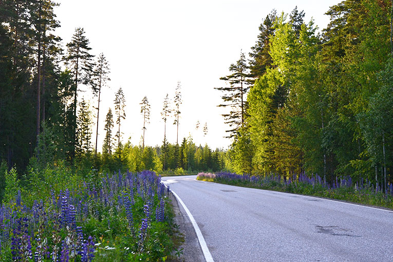 Finland, Savonlinna, Kerimaki, forest, trees, nature